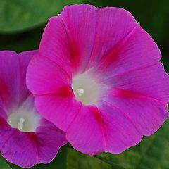 фото "Morning, Glory"