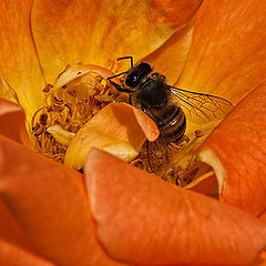 photo "The rose and the bee"