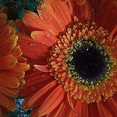 photo "Always gerberas"