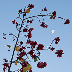 photo "fall hawthorn"