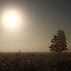 фото "Туманное утро"