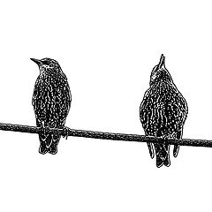photo "Starlings"
