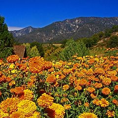 photo "Marigold Landscape"