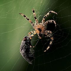 photo "Happiness for Spider"