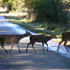 photo "Wildlife"