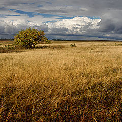 фото "Осенние поля"