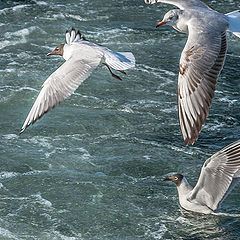 фото "Sea Gulls"