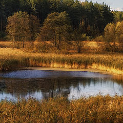 photo "Panorama of autumn lake with swans"