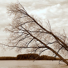 photo "***"