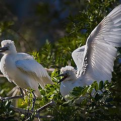 фото "Baby egret"