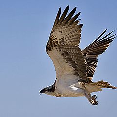 фото "Osprey in flight"