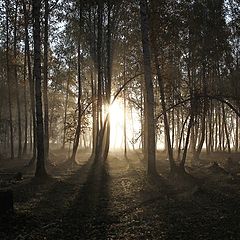 фото "Утро"