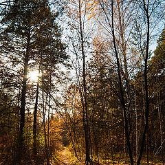 photo "Autumn forest colors"