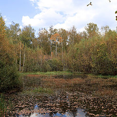 фото "Лесное озерцо - 1"