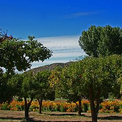 photo "Orchard And Marigolds"