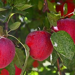 photo "Ready to Harvest"