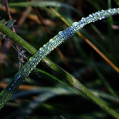 photo "Nature-jeweler"