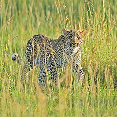 фото "Evening hunting"