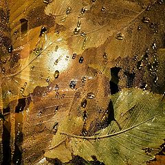 фото "Раскрасит Осень капель перламутром..."