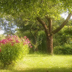 photo "Solar lawn"