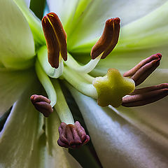 photo "Lily"