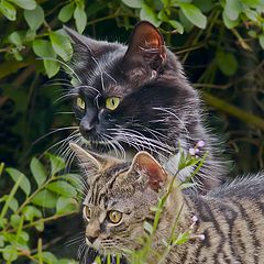 photo "Mother & Daughter"