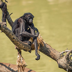 photo "Monkey"