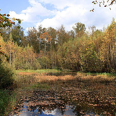 photo "Forest lake - 2"