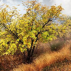 photo "Autumn"