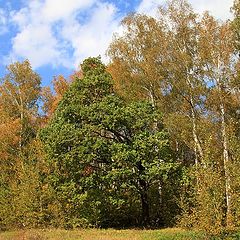 photo "Lone oak"