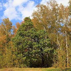 фото "Одинокий дубок"