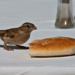 photo "Breakfast time"