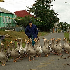 фото "Гуси"