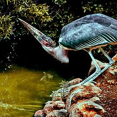 photo "Marabu"