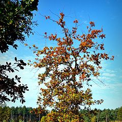 фото "Preparing for Winter"