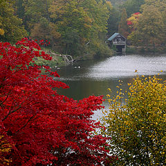 фото "Red tree"