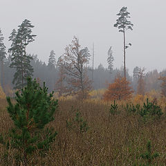 photo "***"