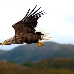 фото "White Tailed Eagel.."