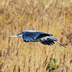 photo "Herons Flight"