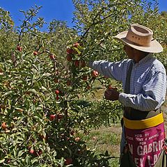 photo "Apple Harvest"