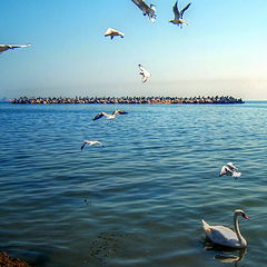 фото "Swan and seagulls"