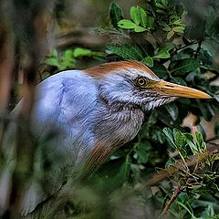 фото "Cattle egret"