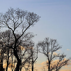 photo "silhouettes of Summer garden"