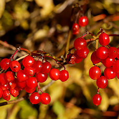 photo "Red berries"