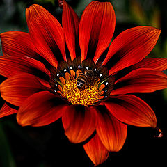 photo "Bee on gazania"