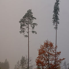 photo "***"
