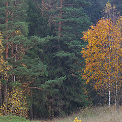 photo "***"