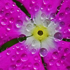 photo "Pearly Petals"