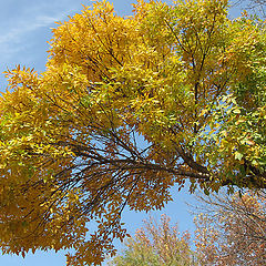 photo "Tashkent fall"