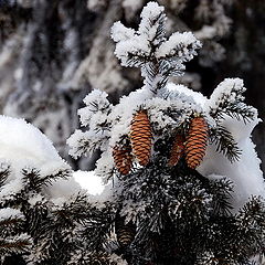 фото "Зима пришла"